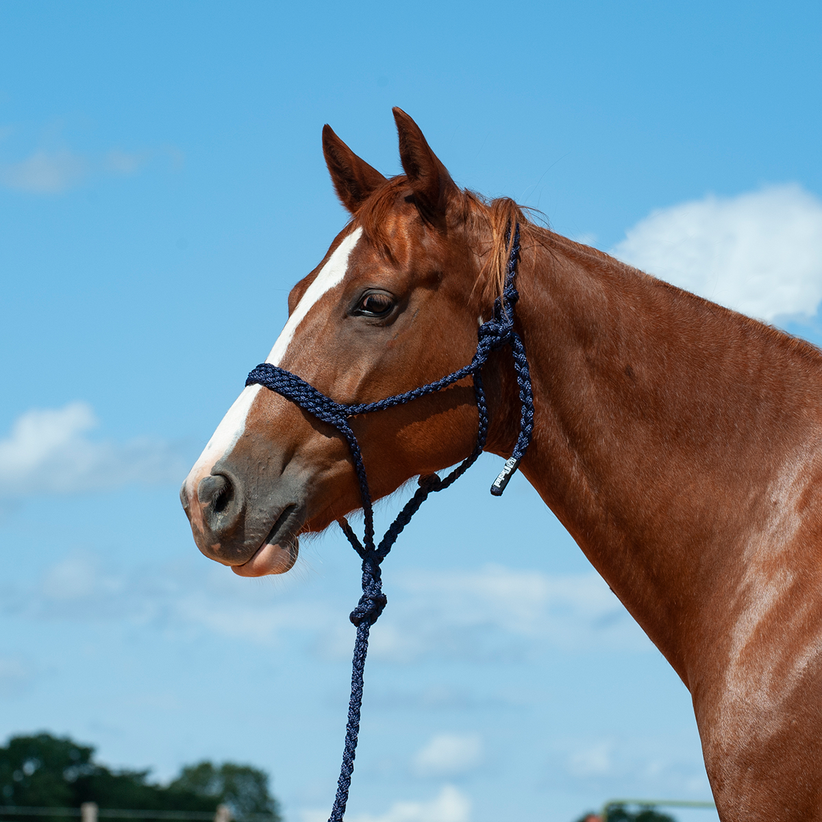 Flat Braid Halter with Leadrope