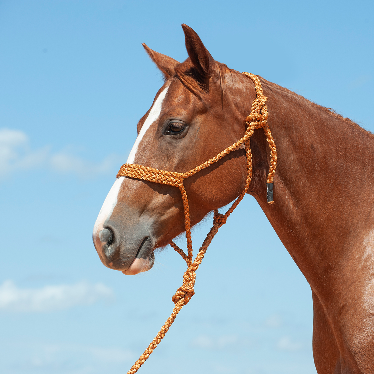 Flat Braid Halter with Leadrope