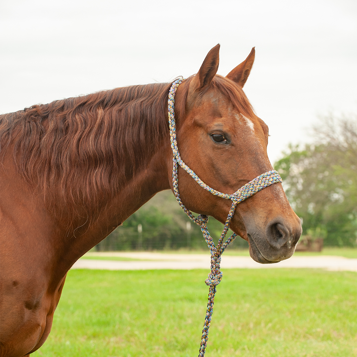 Flat Braid Halter with Leadrope