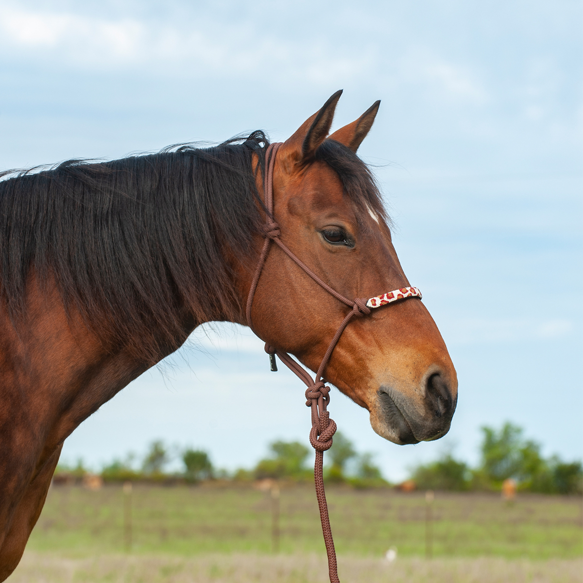 Beaded Rope Halter with Leadrope